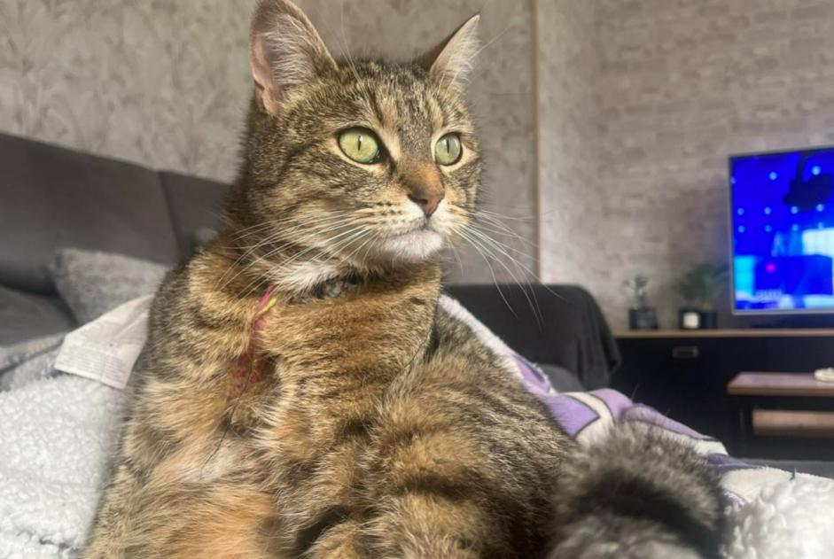 Alerte Disparition Chat croisement Femelle , 4 ans Mazingarbe France Alerte Disparition Chat croisement Femelle , 4 ans Mazingarbe France