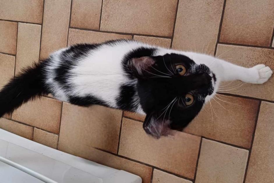 Alerte Découverte Chat  Femelle Béthune France