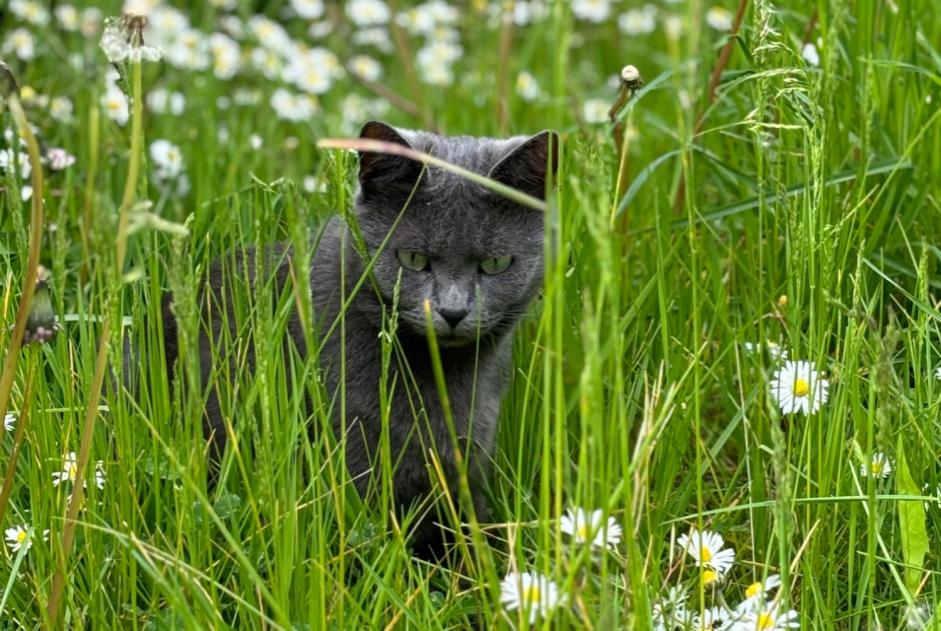 Alerte Disparition Chat Femelle , 6 ans Avesnes-le-Comte France Alerte Disparition Chat Femelle , 6 ans Avesnes-le-Comte France