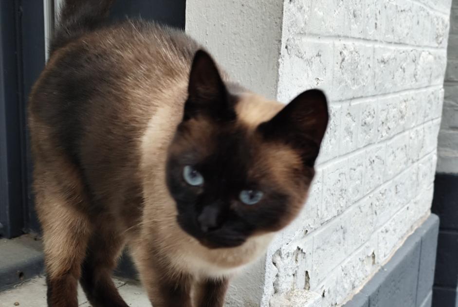 Alerte Découverte Chat Inconnu Hénin-Beaumont France