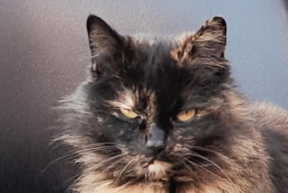 Alerte Disparition Chat Femelle , 8 ans Annezin France Alerte Disparition Chat Femelle , 8 ans Annezin France